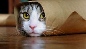 Як належним чином покарати кішку - ми навчаємо пухнасту кулон для дисципліни